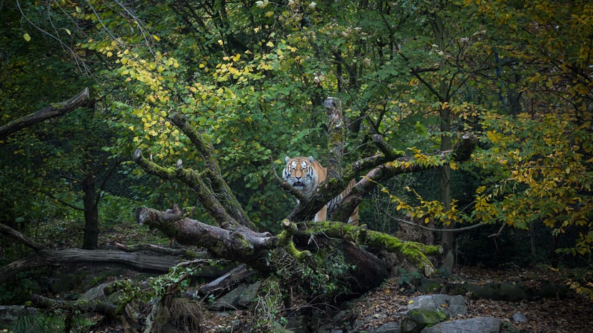 Amurtiger Lailek im Zoo Zürich.