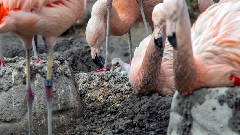 Foto: Zoo Zürich, Enzo Franchini Flamingo-Küken beschützt durch die Kolonie.