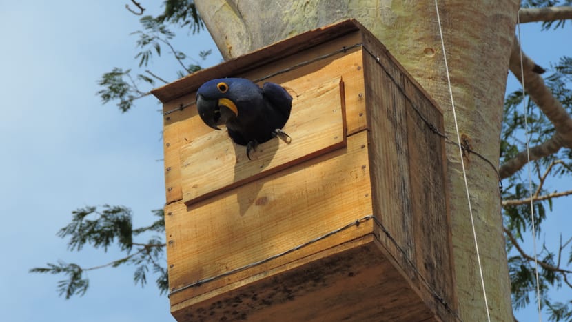 Foto: Hyacinth Macaw Project, Cézar Corrêa Hyazinthara im Hyazinthara-Projekt.