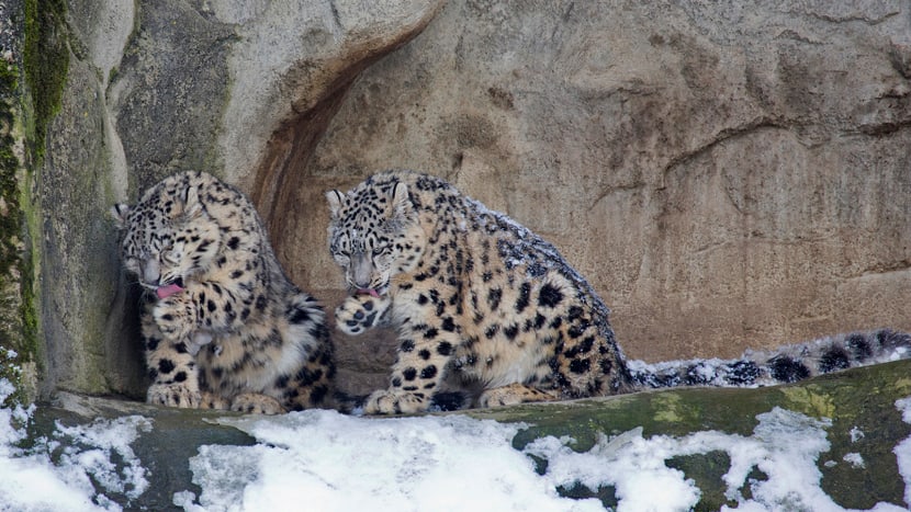Foto: Zoo Zürich, Peter Bolliger Schneeleoparden Okara und Orya im Zoo Zürich.