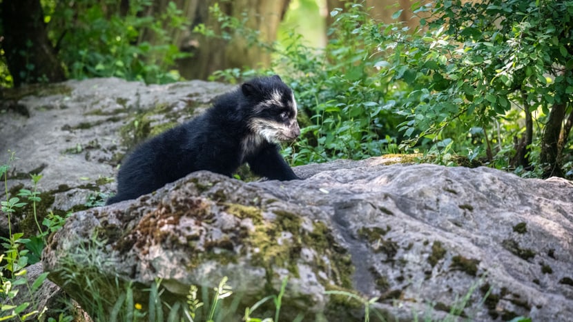 Foto: Zoo Zürich, Marco Schaffner Junger Brillenbär Uyuni im Sangay Bergnebelwald.