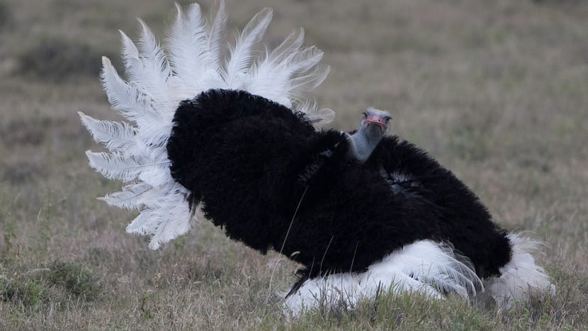 Vogel Strauss im Lewa Wildlife Conservancy in Kenia.