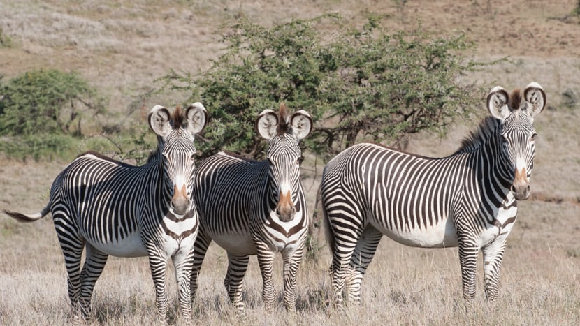 Foto: Zoo Zürich, Martin Bucher Grevyzebras im Lewa Wildlife Conservancy in Kenia.
