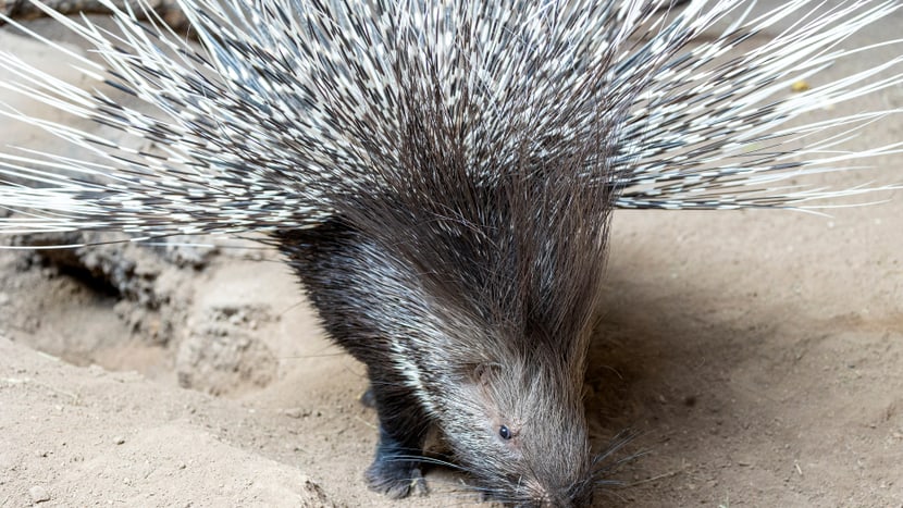 Ausgewachsenes Stachelschwein im Zoo Zürich.