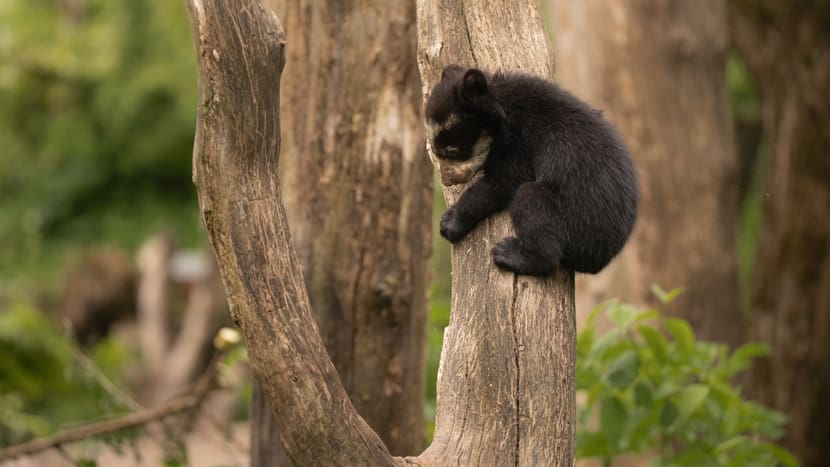 Junger Brillenbär im Sangay Bergnebelwald des Zoo Zürich.