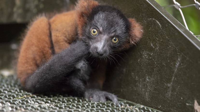 Foto: Zoo Zürich, Edi Day Mittsommerfest; junger Roter Vari.