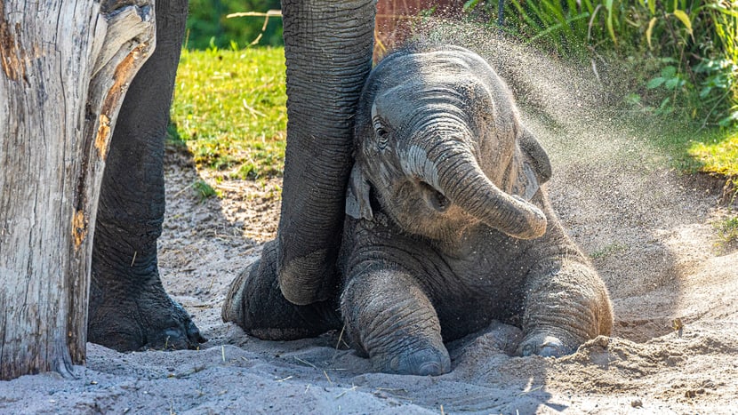 Elefant Umesh im Sommer 2020. 