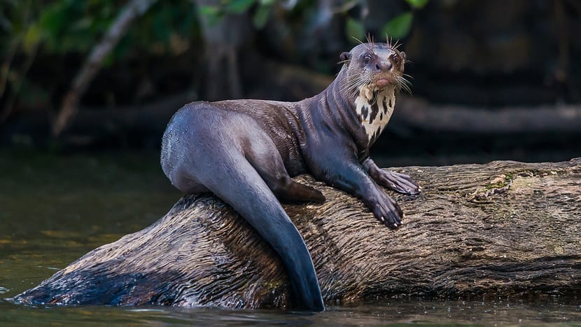 Spendenobjekt Pantanal Voliere Sitzgelegenheit Riesenotter-Einblick