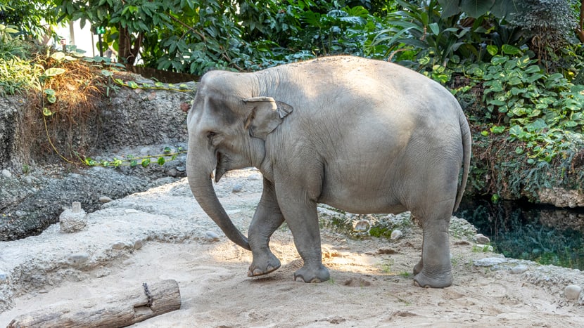 Farha im Kaeng Krachan Elefantenpark.