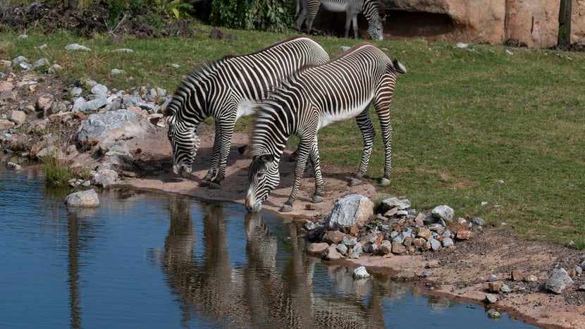 Zwei Zebras trinken beim Wasserloch in der Lewa Savanne. 