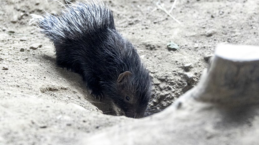 Stachelschwein Jungtier im Zoo Zürich.
