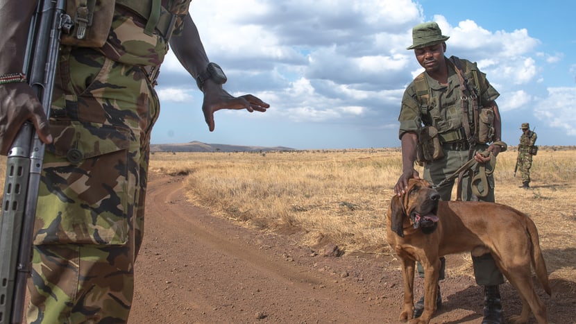 Tracker Dogs der Anti-Wilderer-Einheit im Lewa Wildlife Conservancy.