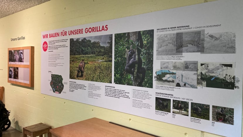 Foto: Zoo Zürich, Martin Bratteler Infotafel zum Bauprojekt Kongo, die im Menschenaffenhaus des Zoo Zürich hängt.
