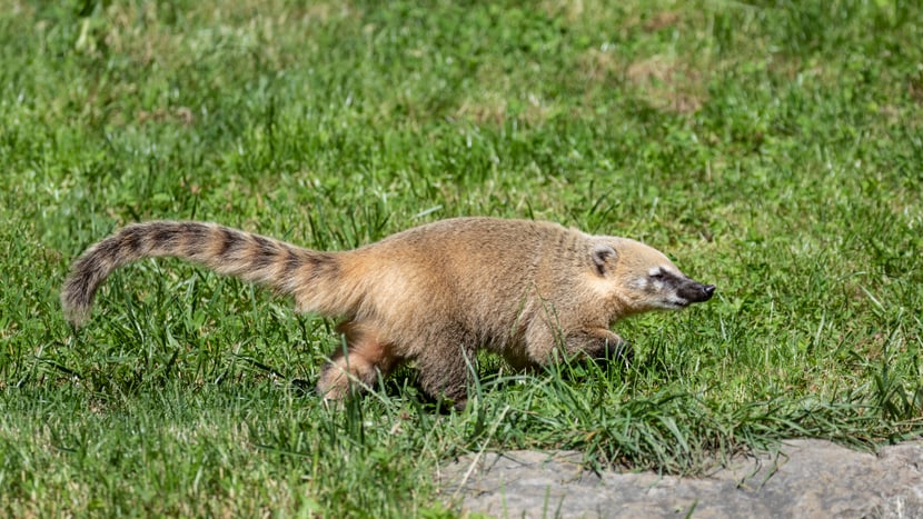 Zwei Nasenbären im Sangay Bergnebelwald des Zoo Zürich.