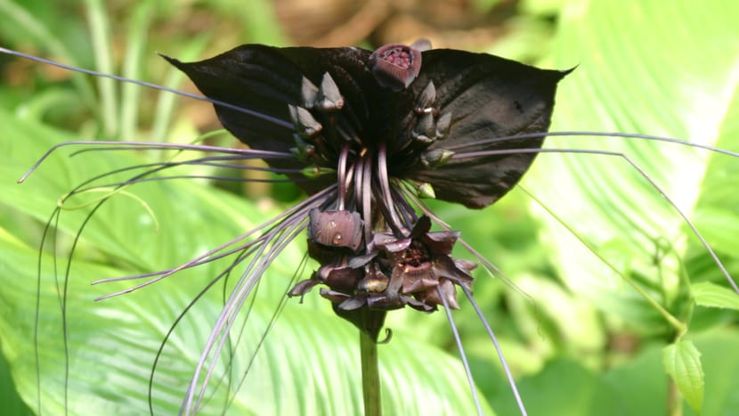Foto: Zoo Zürich, Cora Braun Fledermausblume im Masoala Regenwald des Zoo Zürich.