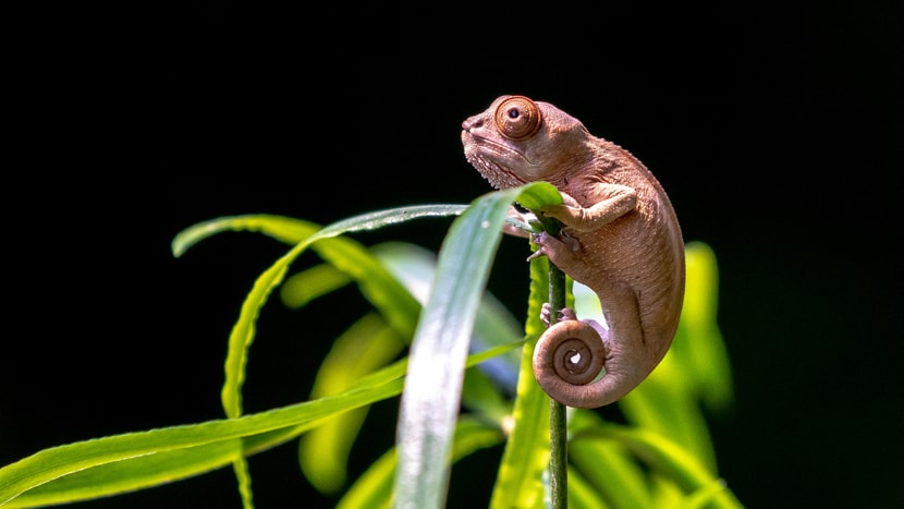 Foto: Zoo Zürich, Albert Schmidmeister Junges Chamäleon im Masoala Regenwald.