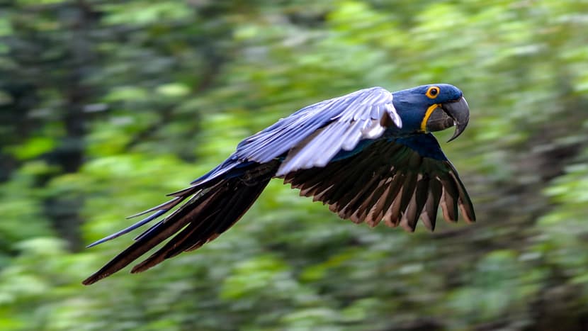 Photo : iStockphoto/mfyeung Une des nouvelles espèces du Pantanal : l’ara hyacinthe.