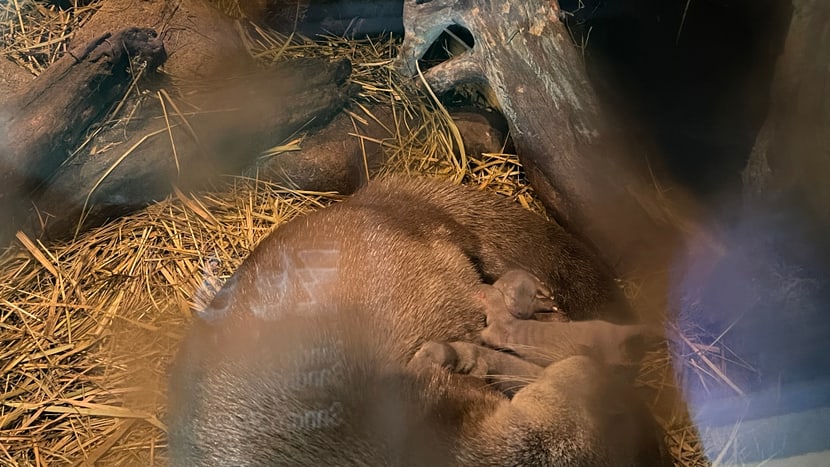 Junge Europäische Fischotter mit Mutter Lulu im Zoo Zürich.