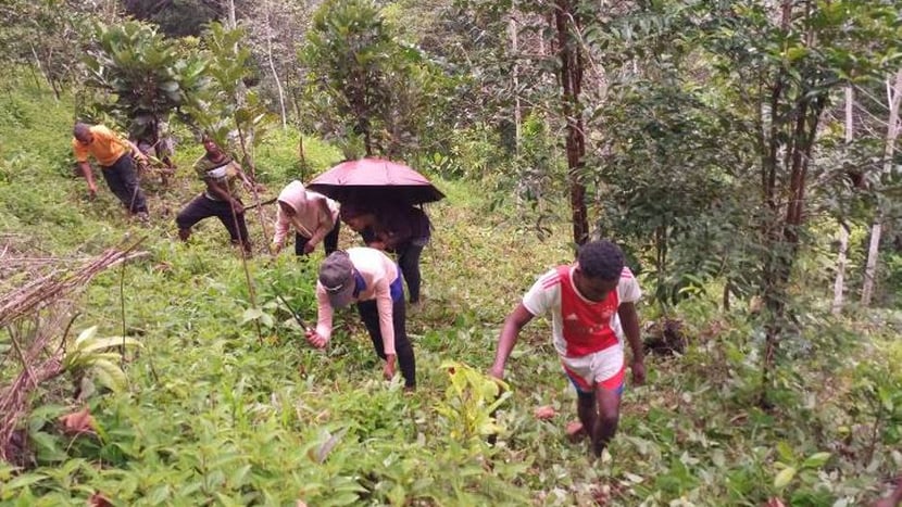 Waldpflege in Madagaskar