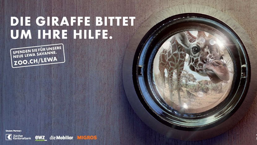 Grafik: Zoo Zürich Sujet Fundraising Lewa Savanne.