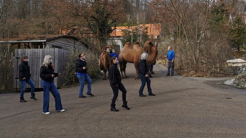 Aufnahmen für die Jerusalema-Tanzchallenge im Zoo Zürich.