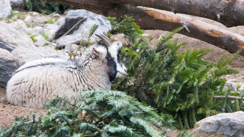 Foto: Zoo Zürich, Rita Schlegel Christbaumverfüttern 2015/2016, Kaschmirziege in der Mongolischen Steppe.