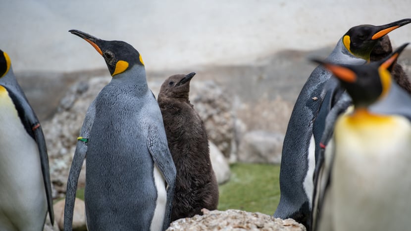 Köningspinguine mit Jungtier im Zoo Zürich.