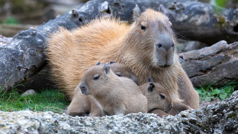 Junge Capybaras mit Mutter im Pantanal des Zoo Zürich.