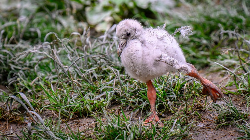 Junger Chileflamingo im Zoo Zürich.