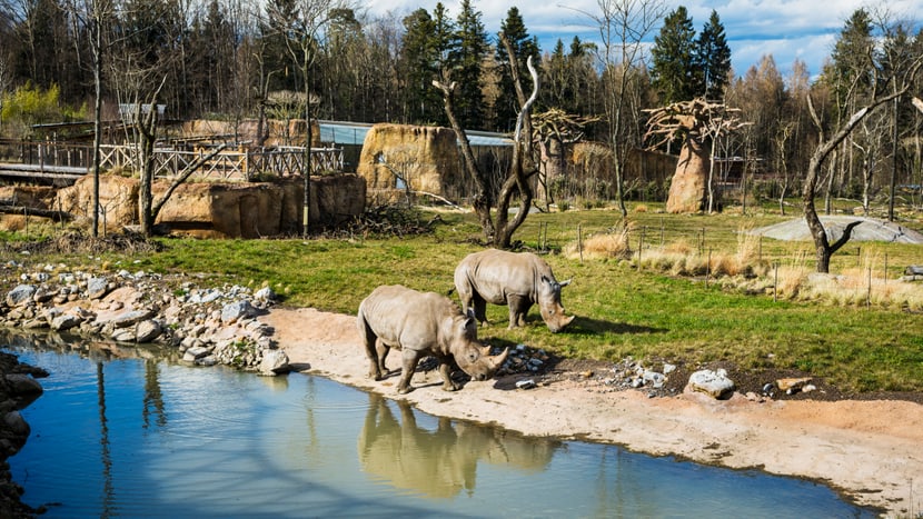 Breitmaulnashörner am Wasserloch in der Lewa Savanne im Zoo Zürich.