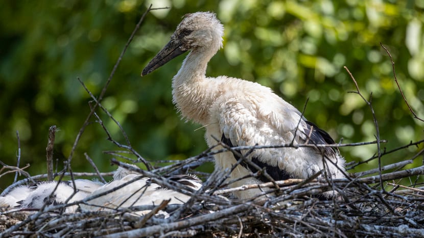 Junger Storch im Nest. 