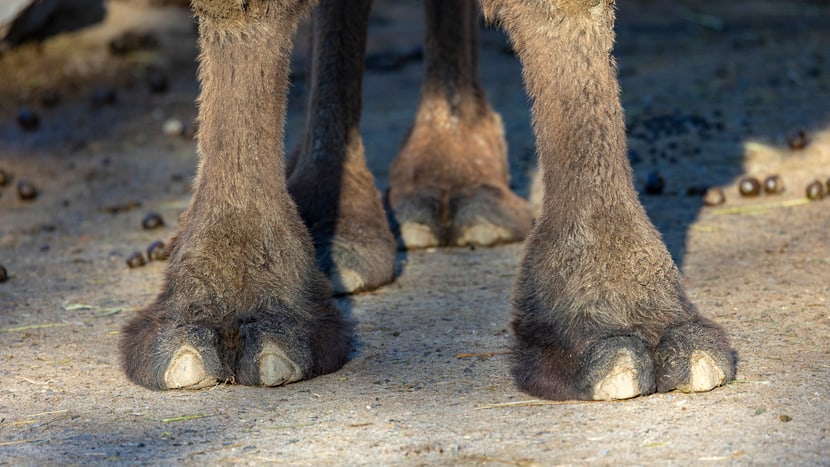 Füsse eines Trampeltiers im Zoo Zürich.