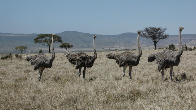 Foto: Zoo Zürich, Martin Bucher Strausse im Lewa Wildlife Conservancy in Lewa.