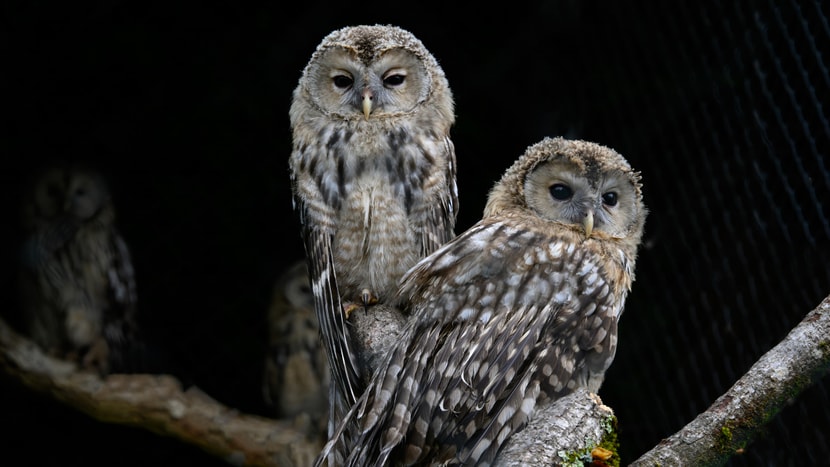 Foto: Zoo Zürich, Fabio Süess Junge Habichtskäuze im Zoo Zürich.