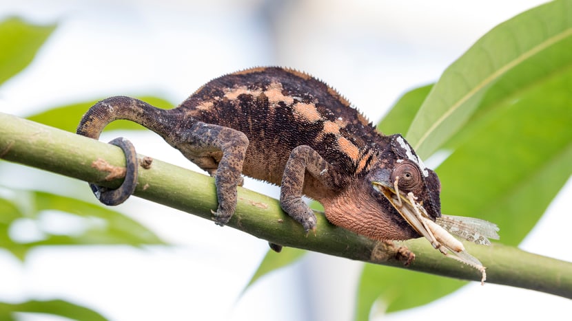 Weibliches Pantherchamäleon beim Fressen im Masoala Regenwald des Zoo Zürich.