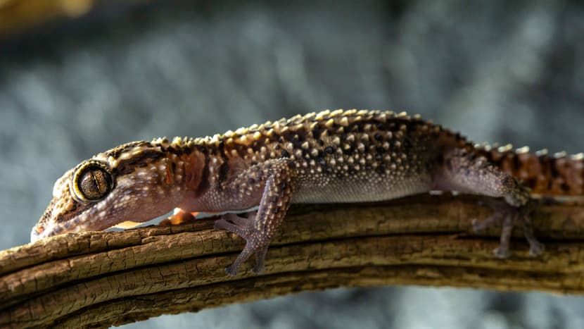 Madagaskar-Schönkopfgecko (Paroedura lohatsara)
