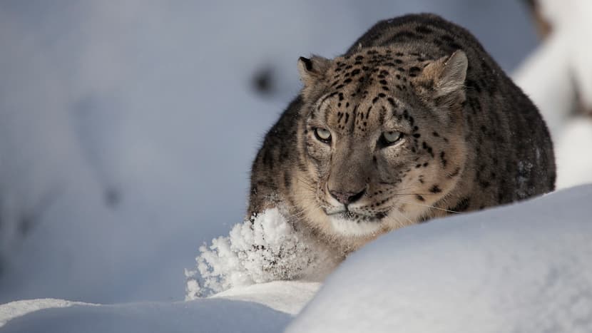 Schneeleopardenkater Villy im Zoo Zürich.