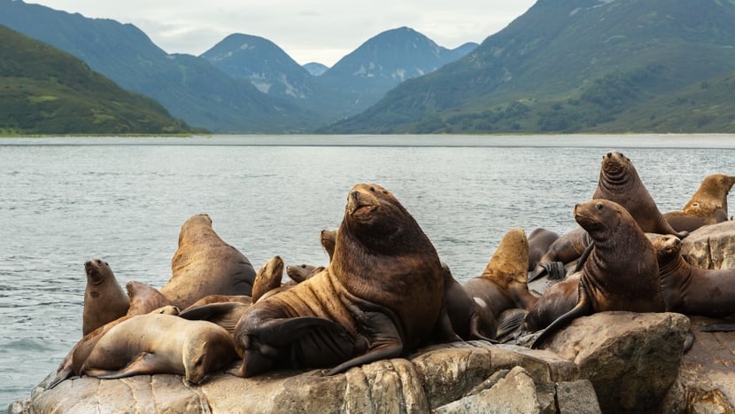 Eine der neuen Tierarten der Meeresküste: der Steller-Seelöwe.