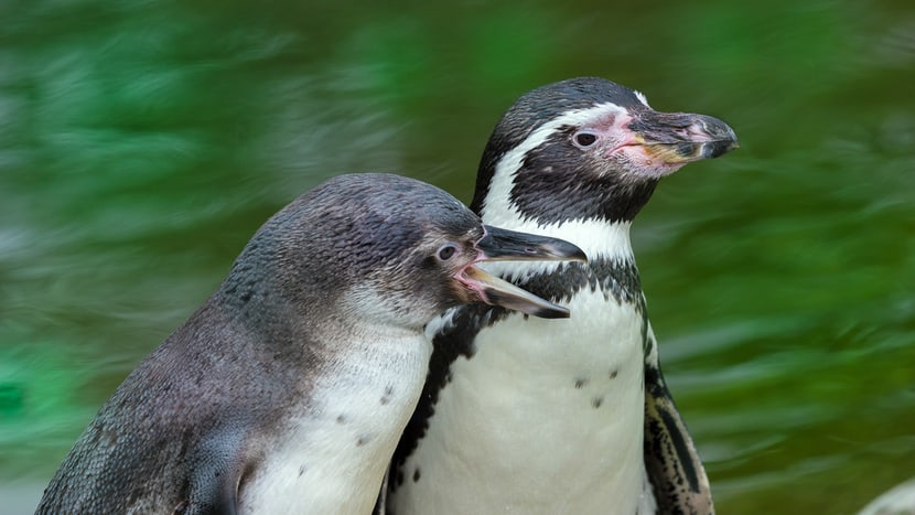 Humboldtpinguine im Zoo Zürich.