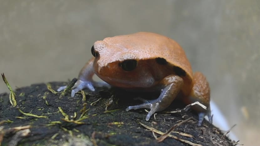 junger Tomatenfrosch Tomatenfrosch Jungfrosch Zoo Zürich
