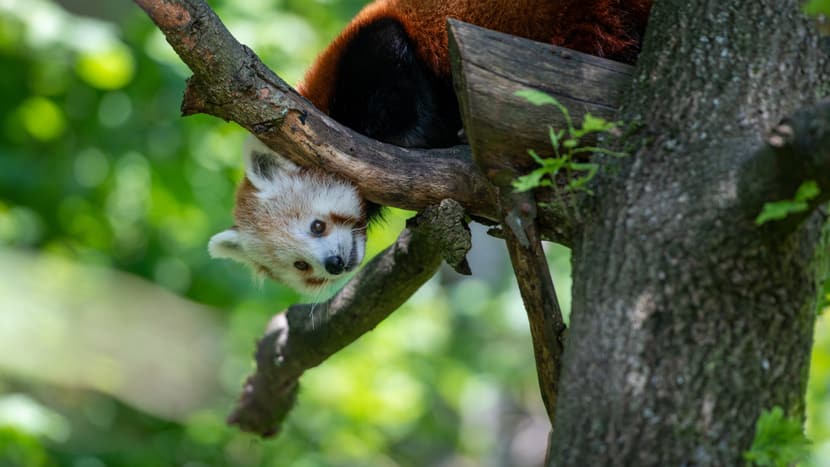 Kleiner Panda Siddhi zum ersten Mal in der Anlage.