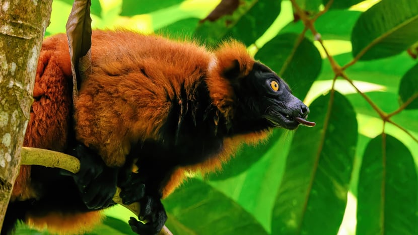 Foto: Zoo Zürich, Fabio Süess Roter Vari im Masoala Regenwald des Zoo Zürich