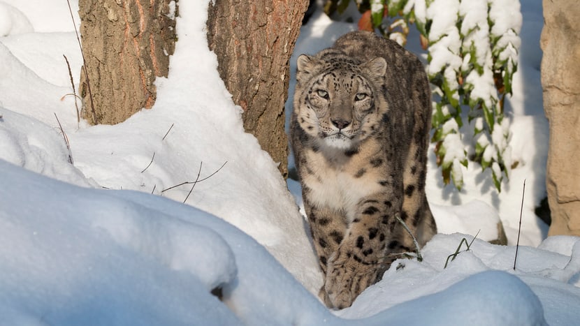 Schneeleopardenkater Villy im Zoo Zürich.