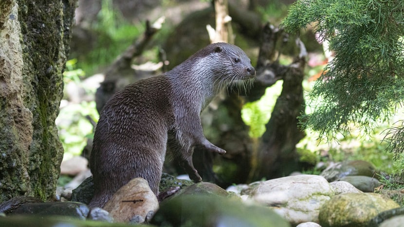 Europäischer Fischotter Tom im Zoo Zürich.