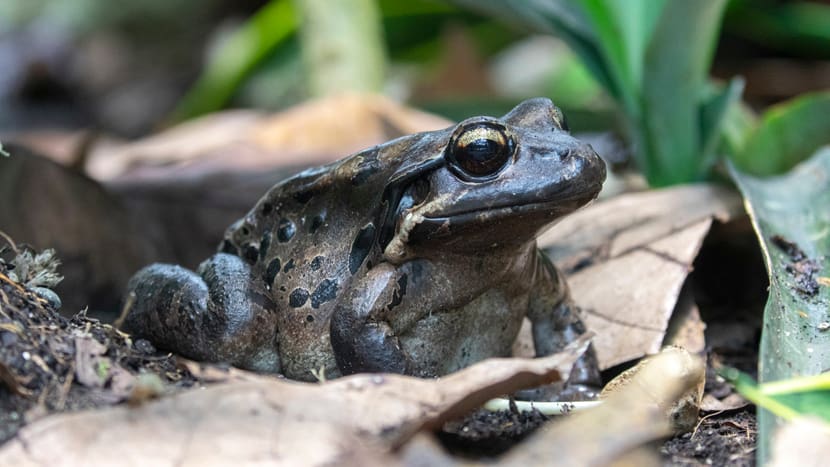 Antillen-Ochsenfrosch im Zoo Zürich.