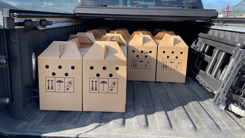 Foto: Zoo Zürich, Beatrice Engeler Transportboxen der jungen Habichtskäuze zur Auswilderung in Österreich.