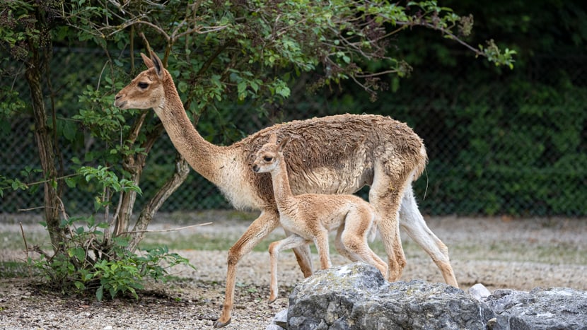 Foto: Zoo Zürich, Enzo Franchini Vikunja Valentia