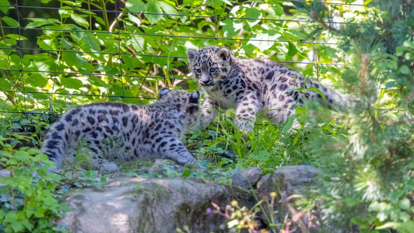 Foto: Zoo Zürich, Albert Schmidmeister Die beiden jungen Schneeleoparden im Zoo Zürich.