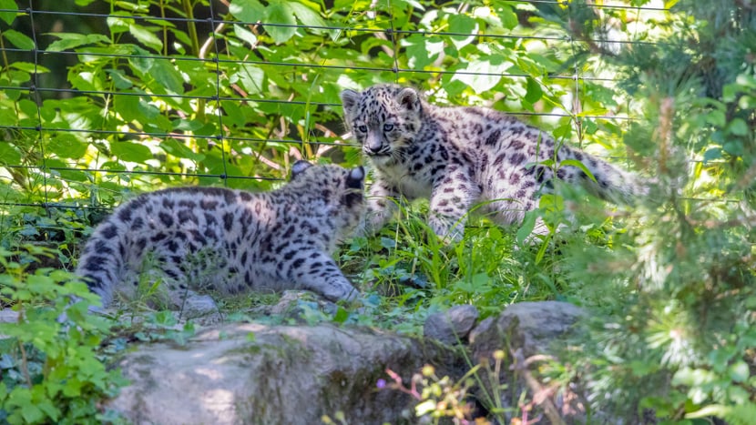 Die beiden jungen Schneeleoparden im Zoo Zürich.