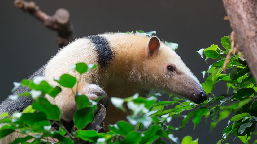 Südlicher Tamandua im Tierlexikon des Zoo Zürich.